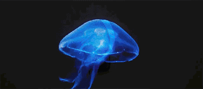 1774338941797772.gif 17.gif